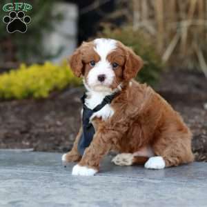 Bruno, Cavapoo Puppy